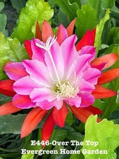 Rooted Epiphyllum Orchid Cactus ‘Over the top’ Growing In 4” Starter Pot. picture