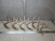 Craft Grade Bulk Lot 5lb Wild Agrade Whitetail Deer Antler Sheds Horn Decor picture
