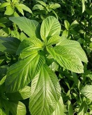 Ground Molokhia 250g Fresh Natural Molokhiyah Powder Middle Eastern Herb picture