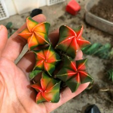 2CM Succulent Cactus Plant Astrophytum Myriostigma Variegata Cactaceae Beautiful picture