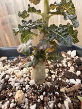Pure Boswellia nana seedlings Not bursera commiphora picture