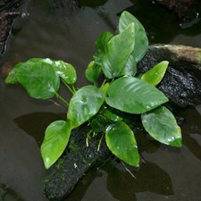 *BUY 2 GET 1 FREE* Anubias Barteri Easy Live Aquarium Plants Betta Fish Plants ✅ picture