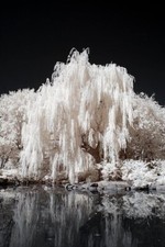 One White Willow Tree - Silver Leafs Shimmer in The Sun and Moonlight picture