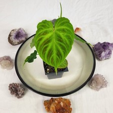 Philodendron Verrucosum 2.5