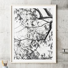 Large Original Pencil Drawing: Photorealistic Tree Branches, Botanical Art picture