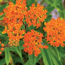 Butterfly Weed Seeds, Orange Milkweed, Pleurisy Root, Pollinators,  picture