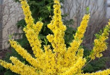 1 Forsythia Shrub 12-24