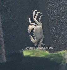 Freshwater Pom Pom Crab (Ptychognathus barbatus)-We combine shipping picture