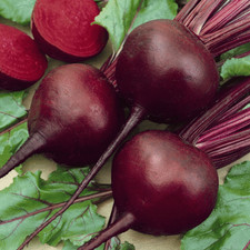 1200+ DETROIT DARK RED BEET SEEDS  FRESH HARVEST FOR GARDENS picture