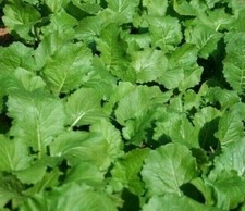 SEVEN TOP TURNIP SEEDS 1000+ VEGETABLE garden Culinary SALAD greens  picture