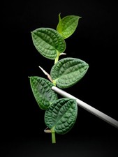 Rhaphidophora sp. bullate [cutting] picture