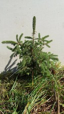 Ten (10) Fast Growing Norway Spruce Trees 37