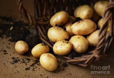 Simply Seed - 3 LBS - German Butterball - Potato Seed - Non GMO - Natural Grown picture