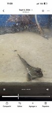 African Mudskipper One Fish 4” Inch Live Fish High Quality USA picture