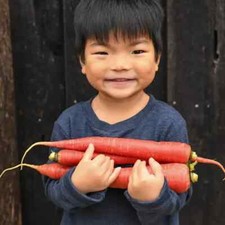JAPANESE Kyoto Red Carrot Seeds (100) / FANTASTIC FLAVOR / SUPER RARE picture