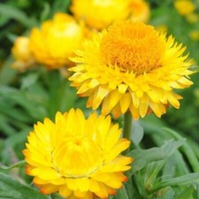 Golden Yellow Strawflower Seeds | Non-GMO |  | Seed Store | 1221 picture
