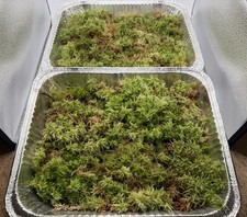 Two FULL Trays Fresh Live Extra Long Fiber Organic Sphagnum Moss *Special Rate  picture