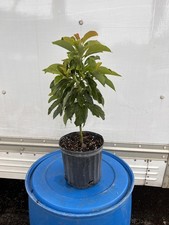 *RARE* POLLOCK AVOCADO GRAFTED - PERSEA AMERICANA - 3 GAL POT picture
