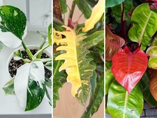 Rare Philodendron Live Plant — Prince of Orange, Ring of Fire or White Princess picture