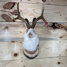 ❤️Authentic Jackalope Taxidermy Mount – Original Wyoming Folk Art – Lodge Decor picture