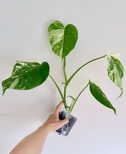 Rooted Variegated Monstera Albo Borsigiana Plant -  Earth Day Sale picture
