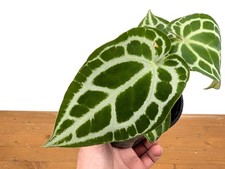 Anthurium Crystallinum 