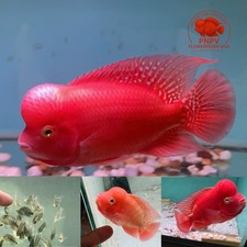 Premium Flowerhorn 1 Fry Super Red Monkey  1 inches-Buy 3 get 1 Free-A++++ picture