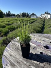 (10)Live Grosso Lavender Plant | 6