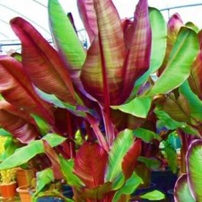 **RED ABYSSINIAN**Ensete Maurelii**AKA False Red Tropical Musa Banana Tree**USA* picture