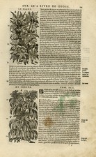Antique Print-Botany-Maple-Ash-Poplar-Mattioli-p. 101-Anonymous-1572 picture