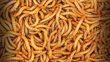 3000 - Live Mealworms - Reptile Food picture