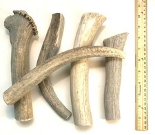 BEST VALUE 2 POUNDS of Seasoned Deer & Elk- Whole Antler Dog Chews - Jumbo & XL picture