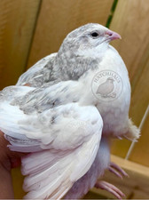 12 JUMBOS RARE COLORS Coturnix Quail Hatching eggs - mixed variety picture