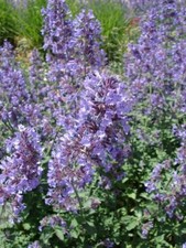 Catnip Seeds, Nepeta Cataria, NON-GMO, Catwort, Field Balm,  picture