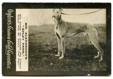 GREYHOUND Dog Coursing Cigarette Card Ogden Guinea Gold Mr Alexanders Apley Park picture