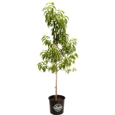 Contender Peach Tree Live Plant Potted Fruit Garden Home Orchard picture