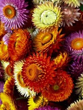 600 TALL STRAWFLOWER MIX | 2026 SALE  NON GMO picture