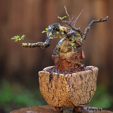 Pachycormus discolor Seed Grown Rare Caudex Live Plant Exact Plant picture