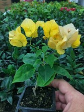 Bougainvillea - 'California Gold' picture