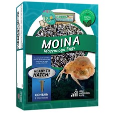 Moina Macrocopa Eggs (Water Flea) Live Fish Food for Hatching and Culture picture