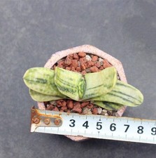 2PCS 5-6cm Succulent Plant gasteria gracilis home potted Garden beautiful Plants picture