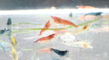 20+2 CULLS Neocaridina Shrimp Blue Juvenile Algae Eater picture