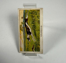 1924 Turf Cigarettes Sports Records #22 Waterloo Cup Greyhound Coursing Card picture