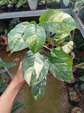 Real Picture Rhaphidophora Puberula Variegated Rare Plant picture