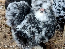 Silkie Hatching Eggs Mottled 6, Satin, Showgirl, Frizzle NPIP & AI Clean picture