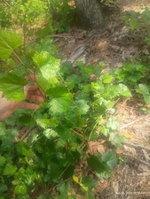 4 Live Yearling Muscadine Grape Vines Bare Root Plant Hardy Zone 6-11  picture