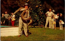 Orlando Florida FL Owen Godwin Gatorland Zoo Python Snake Postcard picture