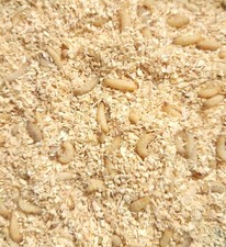 Predator Foods Live Waxworms picture