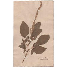 Antique 1790 herbarium dried flower scientific specimen #8 Purple Amaranth picture