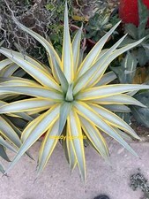 RareSucculent  plant Agave Americana Variegated Garden 15CM picture